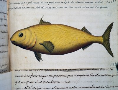 Fish as big as cod, Isle De La Sante, watercolour from log book by Jacques Gouin de Beauchesne (1652-1730), captain of Compagnie royale de la Mer du Sud, from 1698 to 1701, France بواسطة المدرسة الفرنسية