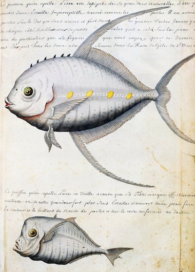 Fish called Lisse and Moon fish, Sao Vicente island, Cape Verde, watercolour from log book by Jacques Gouin de Beauchesne (1652-1730), captain of Compagnie royale de la Mer du Sud, from 1698 to 1701, France بواسطة المدرسة الفرنسية