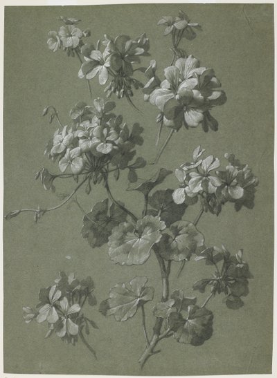 إبرة الراعي (Pelargonium sp.) ، c.1800 (فحم وطباشير أبيض ، نسج أخضر) بواسطة المدرسة الفرنسية