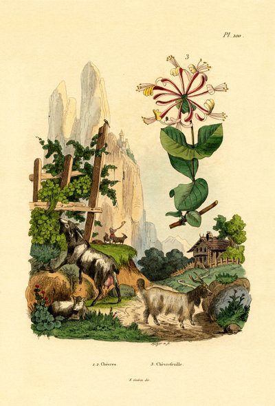 الماعز ، 1833-1839 بواسطة المدرسة الفرنسية