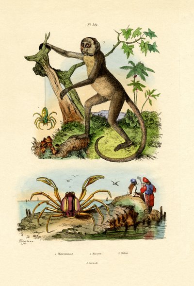 جرين هانتسمان العنكبوت ، 1833-1839 بواسطة المدرسة الفرنسية