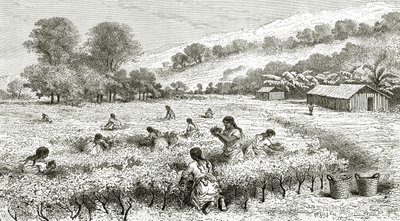 حصاد كوكا ، بيرو ، توضيح من مجلة Le Tour du Monde ، 1877 بواسطة المدرسة الفرنسية