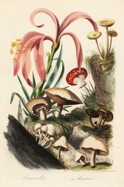 أنواع Hippeastrum ، و fly agaric ، و Amanita muscaria ، و Amanita caesarea ، وفطر قيصر ، و Amanita caesarea ، وفطر آخر بواسطة المدرسة الفرنسية
