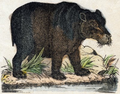 فرس النهر. نقش في "" Alphabet des animaux sauvages "". 9th الدوري. صور إبينال ، بيليرين ، ناشر طابعة ، حوالي عام 1870. نقوش على الخشب ، مطبوعة. 16 صفحة. الأبعاد: 20 × 15 سم. مجموعة خاصة بواسطة المدرسة الفرنسية