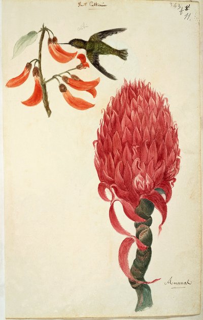 الطائر الطنان (Trochilidae) والأناناس (Ananas comosus) بواسطة Lejeune بواسطة المدرسة الفرنسية