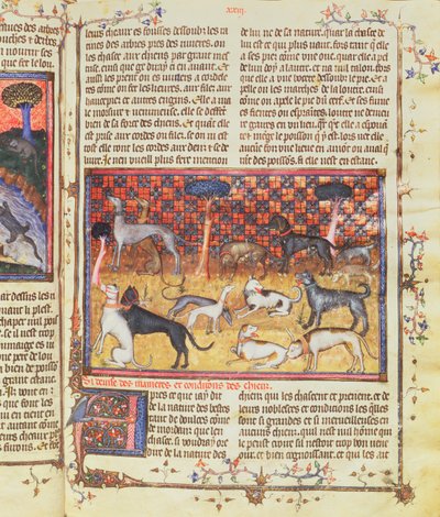 Hunting Dogs by Gaston III ، Comte de Foix Phebus le Chasseur (1331-91) ، من Livre de la Chasse ، 1387-89 (gouache on parchment) بواسطة المدرسة الفرنسية