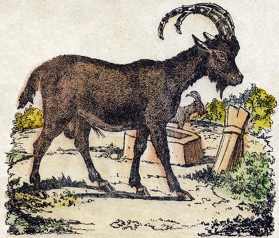 وعل. نقش في "" Alphabet des animaux sauvages "". 9th الدوري. صور إبينال ، بيليرين ، ناشر طابعة ، حوالي عام 1870. نقوش على الخشب ، مطبوعة. 16 صفحة. الأبعاد: 20 × 15 سم. مجموعة خاصة بواسطة المدرسة الفرنسية