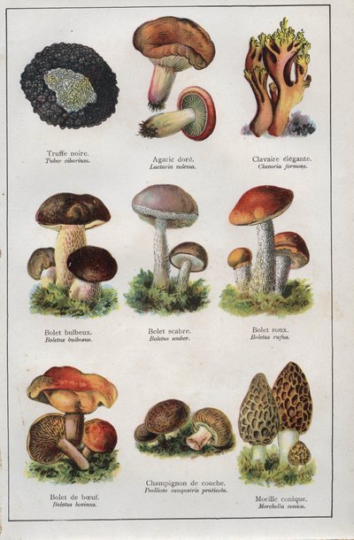 رسم توضيحي لكتاب "mon docteur - traite de medecine et d