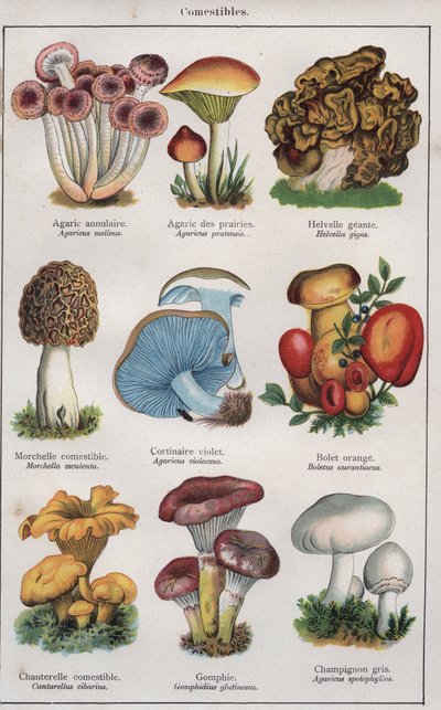 رسم توضيحي لكتاب "traite de medecine et d