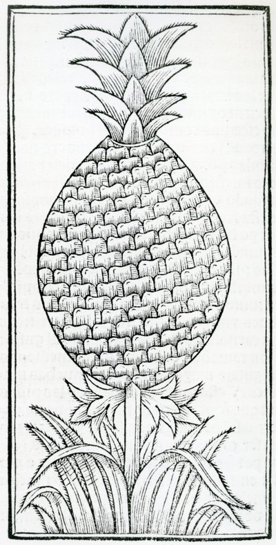 رسم إيضاحي من "De la Natural hystoria de las Indias" بقلم غونزالو فرنانديز دي أوفييدو (1478-1557) بواسطة المدرسة الفرنسية
