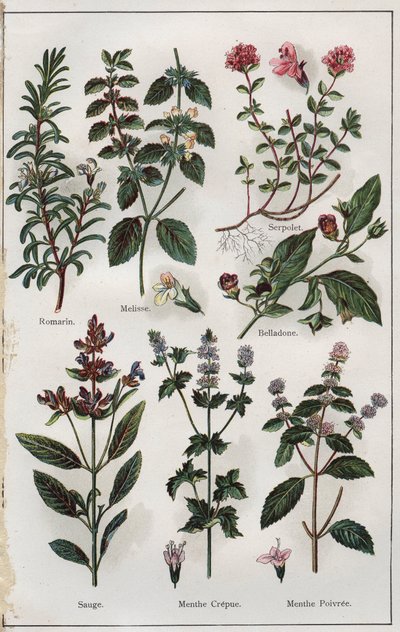 رسم توضيحي من كتاب "Mon docteur, traite de medecine et d