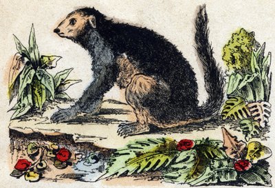 إندري (ليموريان). نقش في "" Alphabet des animaux sauvages "". 9th الدوري. صور إبينال ، بيليرين ، ناشر طابعة ، حوالي عام 1870. نقوش على الخشب ، مطبوعة. 16 صفحة. الأبعاد: 20 × 15 سم. مجموعة خاصة بواسطة المدرسة الفرنسية