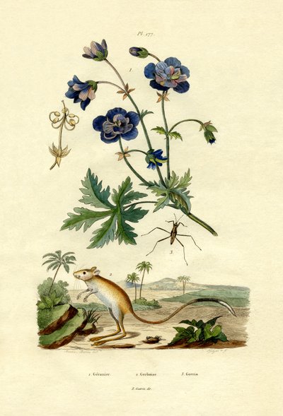 جربوع ، 1833-1839 بواسطة المدرسة الفرنسية