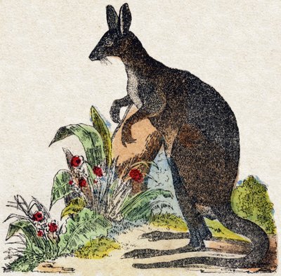 كانغورو. نقش في "" Alphabet des animaux sauvages "". 9th الدوري. صور إبينال ، بيليرين ، ناشر طابعة ، حوالي عام 1870. نقوش على الخشب ، مطبوعة. 16 صفحة. الأبعاد: 20 × 15 سم. مجموعة خاصة بواسطة المدرسة الفرنسية