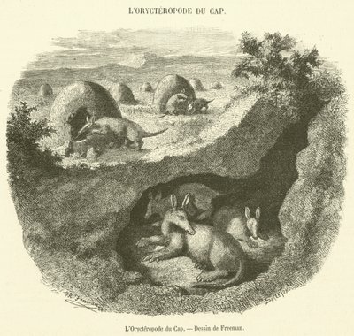 L'Orycteropode du Cap (نقش) بواسطة المدرسة الفرنسية
