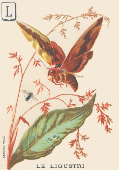 L: Ligustri (Sphinx ligustri أو Troene Sphinx) بواسطة المدرسة الفرنسية