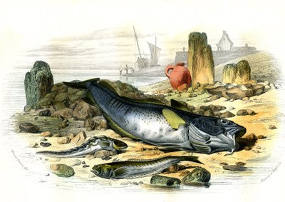 البليني البيضوي (Blennius viviparus)، أسفل نبات القصبة الهوائية وسمك القد - لوحة مستخرجة من Histoire Naturelle بواسطة برنارد جيرمان دي لاسيبيدي (1856-1925)، طبعة P.Furme، باريس بواسطة المدرسة الفرنسية