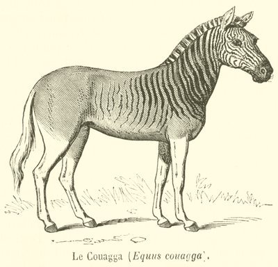 Le Couagga ، Equus couagga (نقش) بواسطة المدرسة الفرنسية