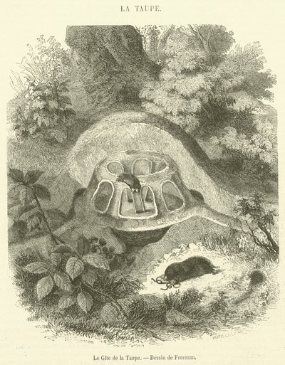Le Gite de la Taupe (engraving) بواسطة المدرسة الفرنسية