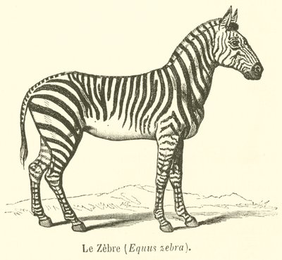 حمار وحشي ، Equus حمار وحشي (نقش) بواسطة المدرسة الفرنسية