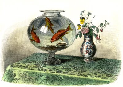 الشبرين الذهبي (Cyprinus Auratus) - لوحة مستخرجة من التاريخ الطبيعي لبرنارد جيرمان دي لاسيبيدي (1856-1925)، طبعة P.Furme، باريس بواسطة المدرسة الفرنسية