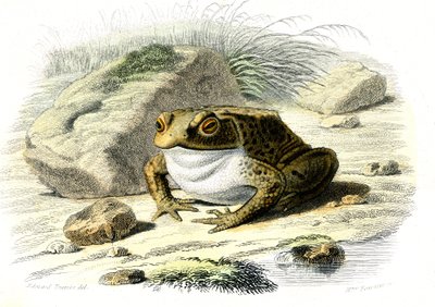العلجوم (Bufo vulgaris) - لوحة من التاريخ الطبيعي بقلم برنارد جيرمان دي لاسيبيدي (1856-1925)، طبعة P.Furme، باريس بواسطة المدرسة الفرنسية