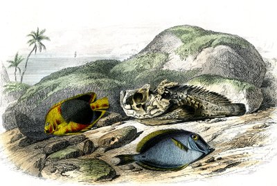 ثلاثية الألوان (Holocanthus tricolor)، الرهيبة والمصاصة (جراحة الأكانثوروس) - لوحة مستخرجة من التاريخ الطبيعي لبرنارد جيرمان دي لاسيبيدي (1856-1925)، طبعة P.Furme، باريس بواسطة المدرسة الفرنسية