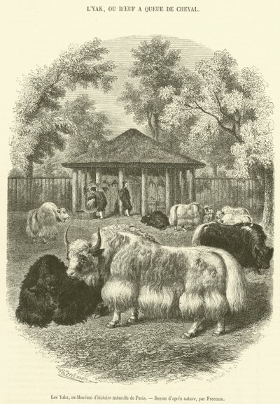 Les Yaks, au Museum d