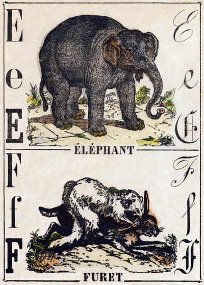 حرف E الفيل. F فيريت. نقش في "" Alphabet des animaux sauvages "". 9th الدوري. صور إبينال ، بيليرين ، ناشر طابعة ، حوالي عام 1870. نقوش على الخشب ، مطبوعة. 16 صفحة. الأبعاد: 20 × 15 سم. مجموعة خاصة بواسطة المدرسة الفرنسية