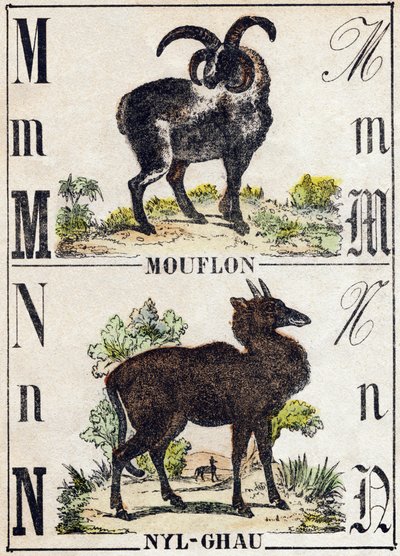 حرف الموفلون م. إن نيل غاو (نيل جاو). نقش في "" Alphabet des animaux sauvages "". 9th الدوري. صور إبينال ، بيليرين ، ناشر طابعة ، حوالي عام 1870. نقوش على الخشب ، مطبوعة. 16 صفحة. الأبعاد: 20 × 15 سم. مجموعة خاصة بواسطة المدرسة الفرنسية