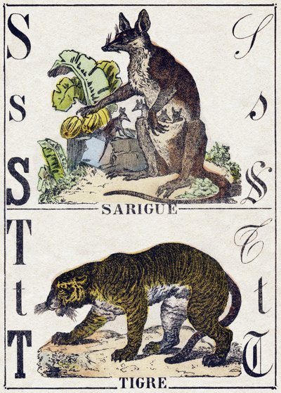 حرف S ساريج (الأبوسوم) ؛ النمر. نقش في "" Alphabet des animaux sauvages "". 9th الدوري. صور إبينال ، بيليرين ، ناشر طابعة ، حوالي عام 1870. نقوش على الخشب ، مطبوعة. 16 صفحة. الأبعاد: 20 × 15 سم. مجموعة خاصة بواسطة المدرسة الفرنسية