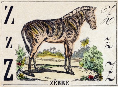 حرف Z زبر. نقش في "" Alphabet des animaux sauvages "". 9th الدوري. صور إبينال ، بيليرين ، ناشر طابعة ، حوالي عام 1870. نقوش على الخشب ، مطبوعة. 16 صفحة. الأبعاد: 20 × 15 سم. مجموعة خاصة بواسطة المدرسة الفرنسية