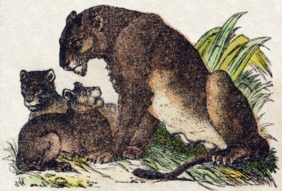 اللبؤة. نقش في "" Alphabet des animaux sauvages "". 9th الدوري. صور إبينال ، بيليرين ، ناشر طابعة ، حوالي عام 1870. نقوش على الخشب ، مطبوعة. 16 صفحة. الأبعاد: 20 × 15 سم. مجموعة خاصة بواسطة المدرسة الفرنسية