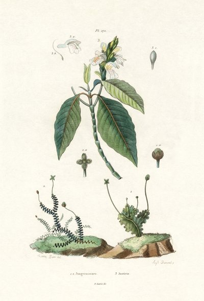 ليفرورت ، 1833-1839 بواسطة المدرسة الفرنسية