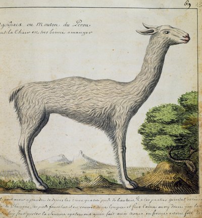 Llama, Peru, watercolour from log book by Jacques Gouin de Beauchesne (1652-1730), captain of Compagnie royale de la Mer du Sud, from 1698 to 1701, France بواسطة المدرسة الفرنسية