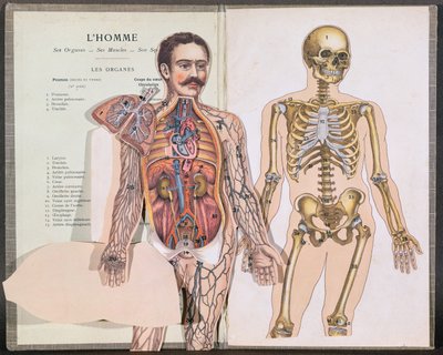 رجل وأعضائه وعضلاته وهيكله العظمي من Anatomie Elementaire للدكتور ليليفر بواسطة المدرسة الفرنسية