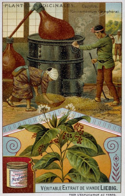 Medicinal plants: camphor; preparation of camphor in Japan - Chromo Liébig, v.1900 بواسطة المدرسة الفرنسية