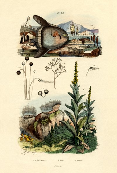 العفن ، 1833-1839 بواسطة المدرسة الفرنسية