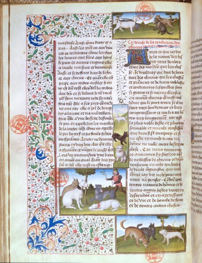 Ms 3717 كلاب صيد ، من Livre de la Chasse بواسطة Gaston Phebus de Foix (1331-1391) (رق) بواسطة المدرسة الفرنسية