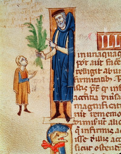 السيدة 413 f.92v النباتات الطبية ، رسم توضيحي من Traite de Medecine بواسطة Claudius Galenus (c.130-c.201) ترجمه Gerard de Cremone (1114-87) بواسطة المدرسة الفرنسية