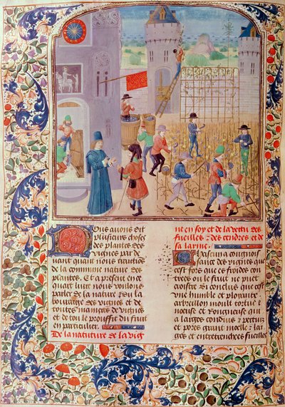 السيدة 5064 fol.68v العمل في الكرم ، من Livre des Prouffitz Champestres للكاتب Pietro de Crescenzi (1230-1321) بواسطة المدرسة الفرنسية