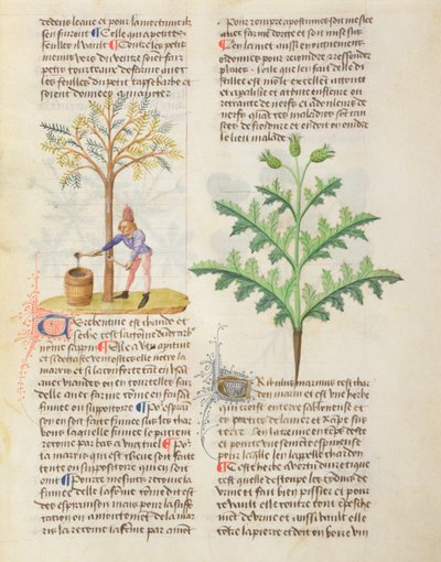 تصلب متعدد الأعشاب المختلفة بواسطة Dioscorides ، رقم ١٦٥ و التنصت على الكتابة بواسطة المدرسة الفرنسية