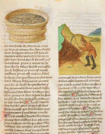 السيدة دي دايفرز هيربيس من Dioscorides ، fol.8r البذور في الحوض والبحث عن الدرنات الجنطية بواسطة المدرسة الفرنسية