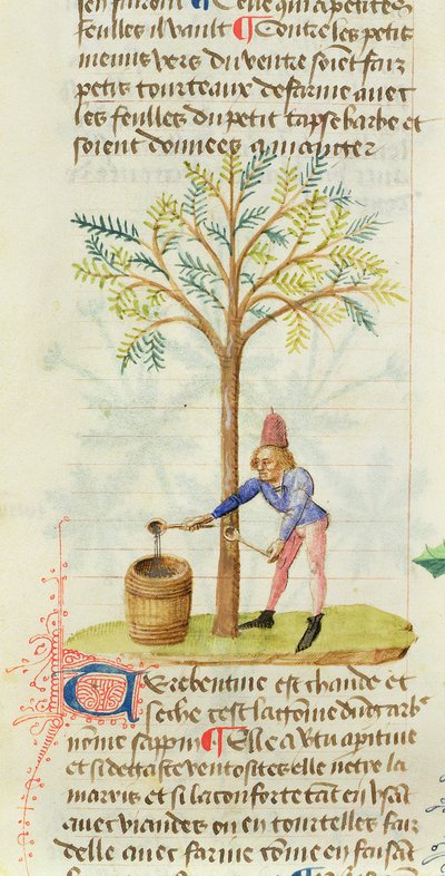 السيدة Est 28 M.5.9 fol.165r تجميع التربنتين ، من Grand Herbier بواسطة Pedanius Dioscorides (c.40-90 م) بواسطة المدرسة الفرنسية
