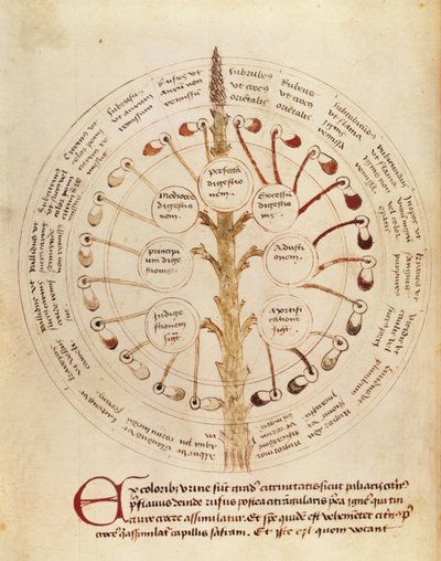 Ms Lat 11229 fol. 19r Table لتحليل البول ، من Petit Traite dhygiene et Medecine بواسطة المدرسة الفرنسية