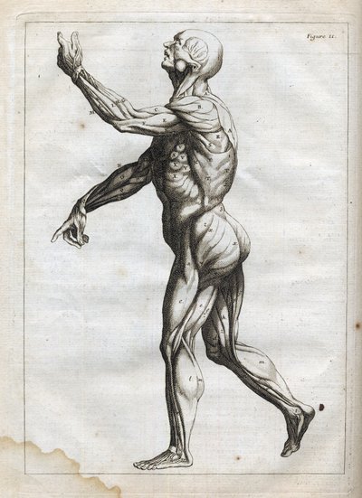 عضلات الإنسان - نقش في "علم التشريح المجرد ، ملائم لفنون الرسم والنحت" - "" Abrege of Anatomy ، يلائم فنون الرسم والنحت ، ووضع بترتيب جديد من قبل Francois Tortebat (1610-1690) " "- 1760 بواسطة المدرسة الفرنسية