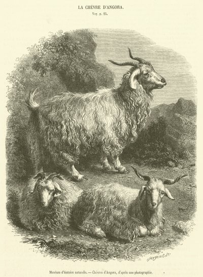 متحف التاريخ الطبيعي ، Chevres d'Angora (نقش) بواسطة المدرسة الفرنسية