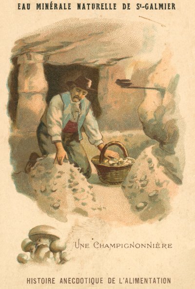 Mushroom grower (chromolitho) بواسطة المدرسة الفرنسية