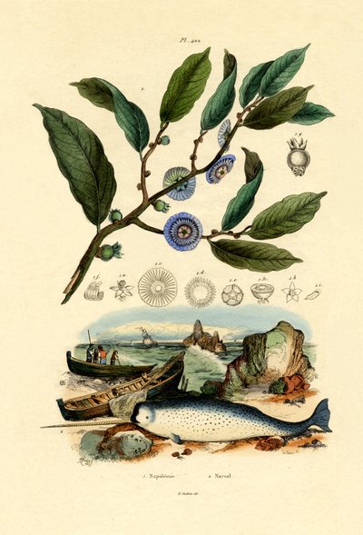 قبعة نابليون ، 1833-1839 بواسطة المدرسة الفرنسية