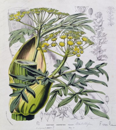 Narthex Asafoetida (نقش ملون) بواسطة المدرسة الفرنسية